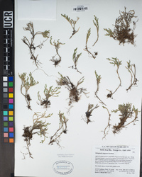 Selaginella bigelovii image