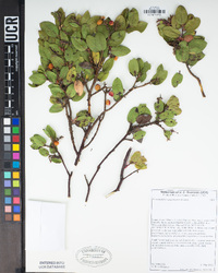 Arctostaphylos montereyensis image