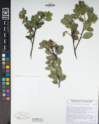 Arctostaphylos silvicola image