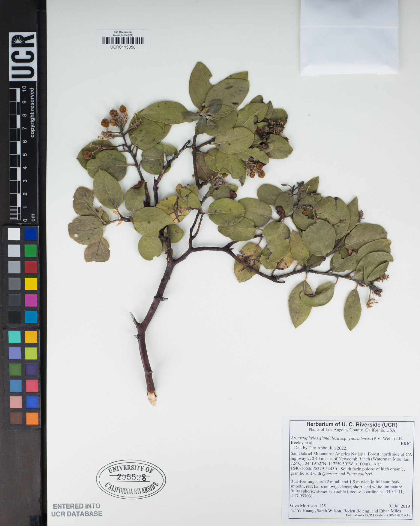 Arctostaphylos glandulosa subsp. gabrielensis image