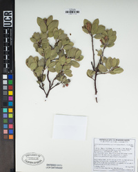 Arctostaphylos glandulosa subsp. cushingiana image