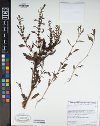 Rumex fueginus image