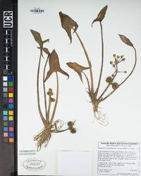 Image of Sagittaria montevidensis