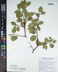 Arctostaphylos manzanita subsp. manzanita image