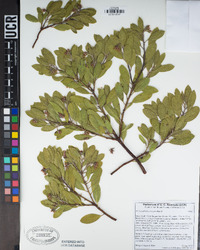 Arctostaphylos pungens image