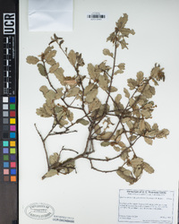 Quercus durata var. gabrielensis image