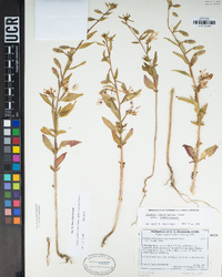 Clarkia tembloriensis image