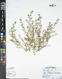 Euphorbia serpillifolia subsp. hirtula image