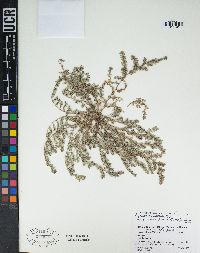 Euphorbia serpillifolia subsp. hirtula image