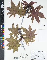 Ricinus communis image