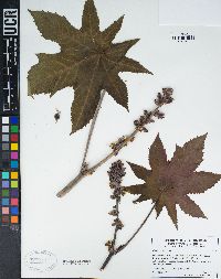 Ricinus communis image