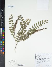 Amorpha californica image