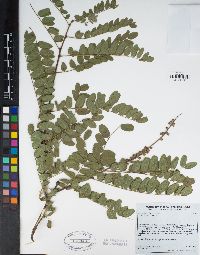 Amorpha californica image