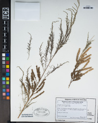 Tamarix ramosissima image