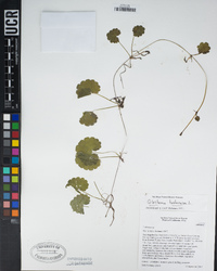 Glechoma hederacea image