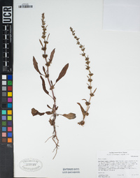 Rumex dentatus image