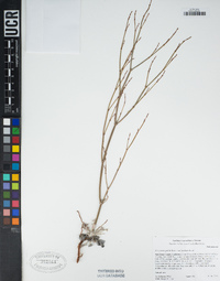 Eriogonum gracile var. incultum image