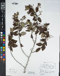 Ceanothus oliganthus image