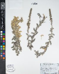 Artemisia pycnocephala image