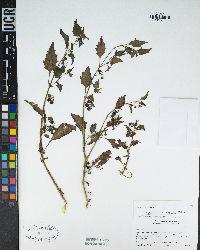 Solanum americanum image