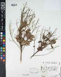 Baccharis pilularis image