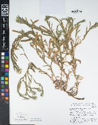 Pseudognaphalium californicum image