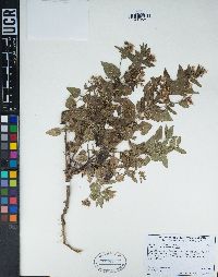 Ageratina occidentalis image