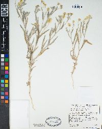 Baileya pauciradiata image