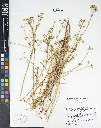 Baccharis vanessae image