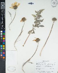 Balsamorhiza hookeri image