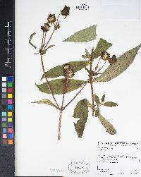 Bidens laevis image