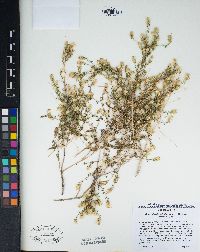 Brickellia microphylla var. scabra image