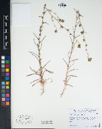 Calycadenia truncata image