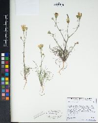 Calycoseris wrightii image