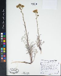 Chaenactis artemisiifolia image