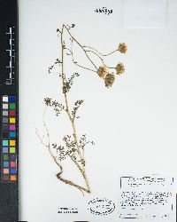 Chaenactis artemisiifolia image