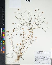 Chaenactis carphoclinia image
