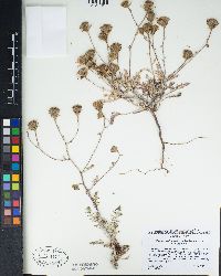 Chaenactis douglasii image