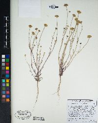 Chaenactis glabriuscula var. glabriuscula image