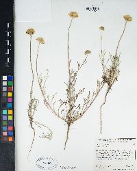 Chaenactis glabriuscula image