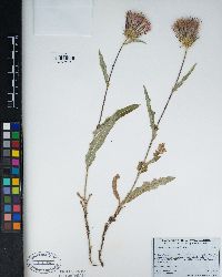 Cirsium andersonii image