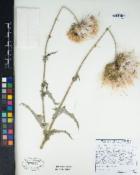 Cirsium occidentale image
