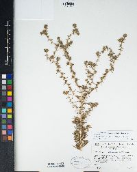 Centromadia parryi subsp. australis image