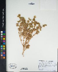 Centromadia pungens subsp. laevis image