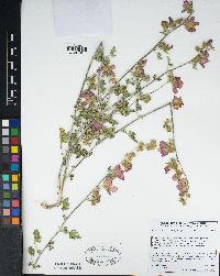 Sphaeralcea grossulariifolia image