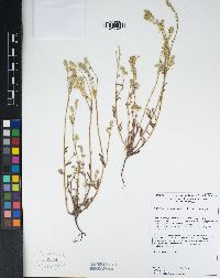 Cryptantha barbigera image