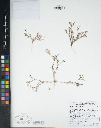 Gilia brecciarum image