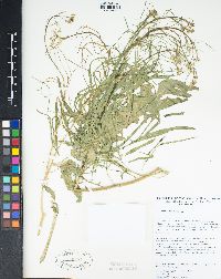 Sisymbrium altissimum image