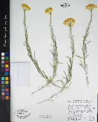 Ericameria nauseosa var. bernardina image