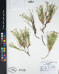 Chaetopappa ericoides image